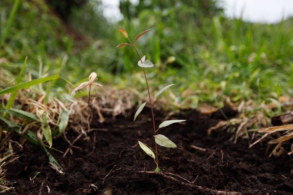 FRESH: A newly planted New Forests Company (NFC) seedling grows in Mubende. NFC has been accused in a report by Oxfam to have caused the forceful displacement of 22,500 people in Kiboga and Mubende districts for them to plant trees as part of a lucrative scramble for arable land that can be used to satisfy the multi-billion dollar carbon trading ponzi scheme, which is worth $1.8 million a year to the company